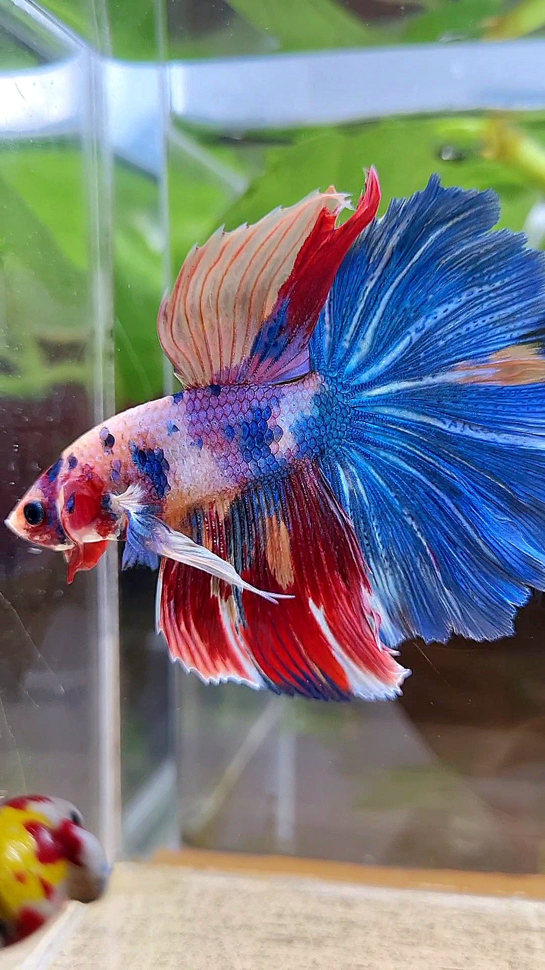 HALFMOON ROSETAIL RAINBOW FANCY MULTICOLOR BETTA FISH