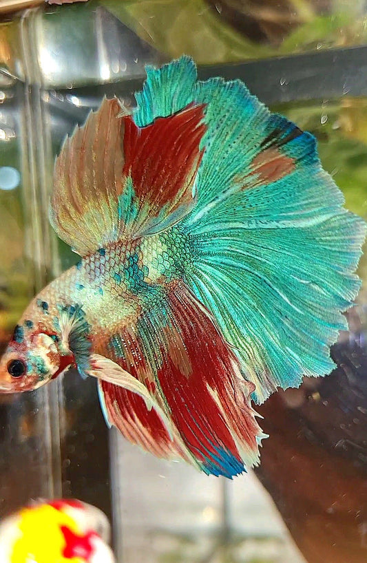 HALFMOON ROSETAIL RAINBOW FANCY MULTICOLOR BETTA FISH