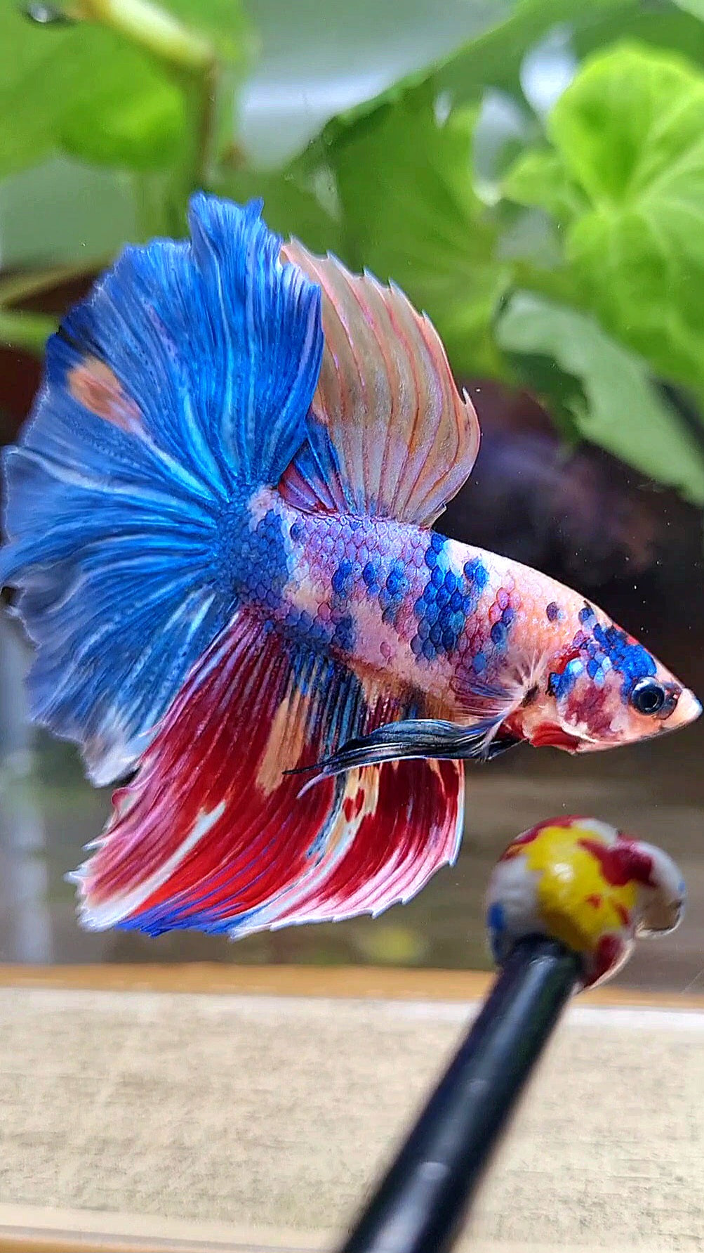 HALFMOON ROSETAIL RAINBOW FANCY MULTICOLOR BETTA FISH