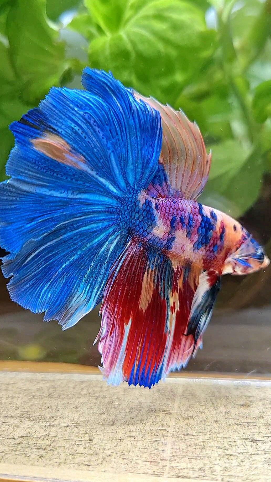 HALFMOON ROSETAIL RAINBOW FANCY MULTICOLOR BETTA FISH