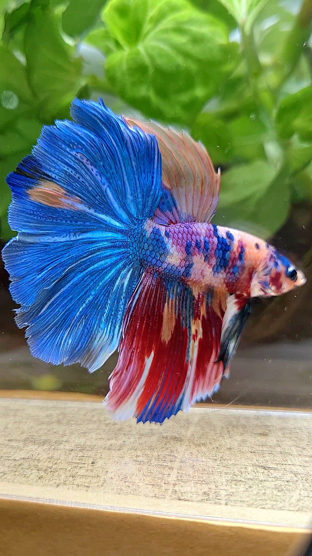 HALFMOON ROSETAIL RAINBOW FANCY MULTICOLOR BETTA FISH