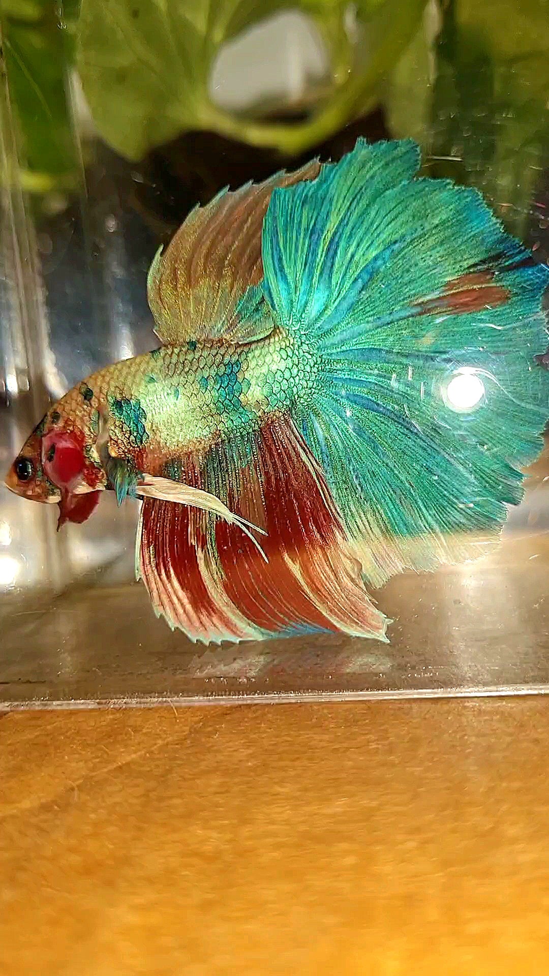 HALFMOON ROSETAIL RAINBOW FANCY MULTICOLOR BETTA FISH