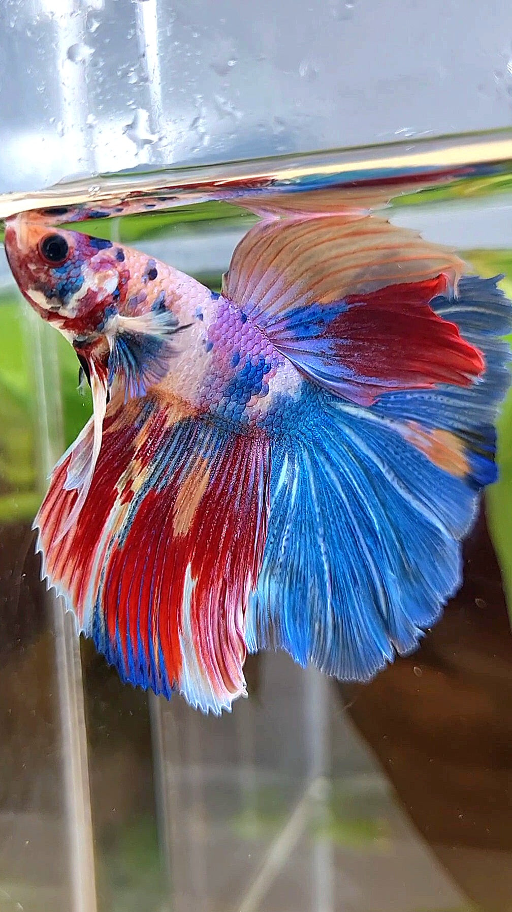 HALFMOON ROSETAIL RAINBOW FANCY MULTICOLOR BETTA FISH