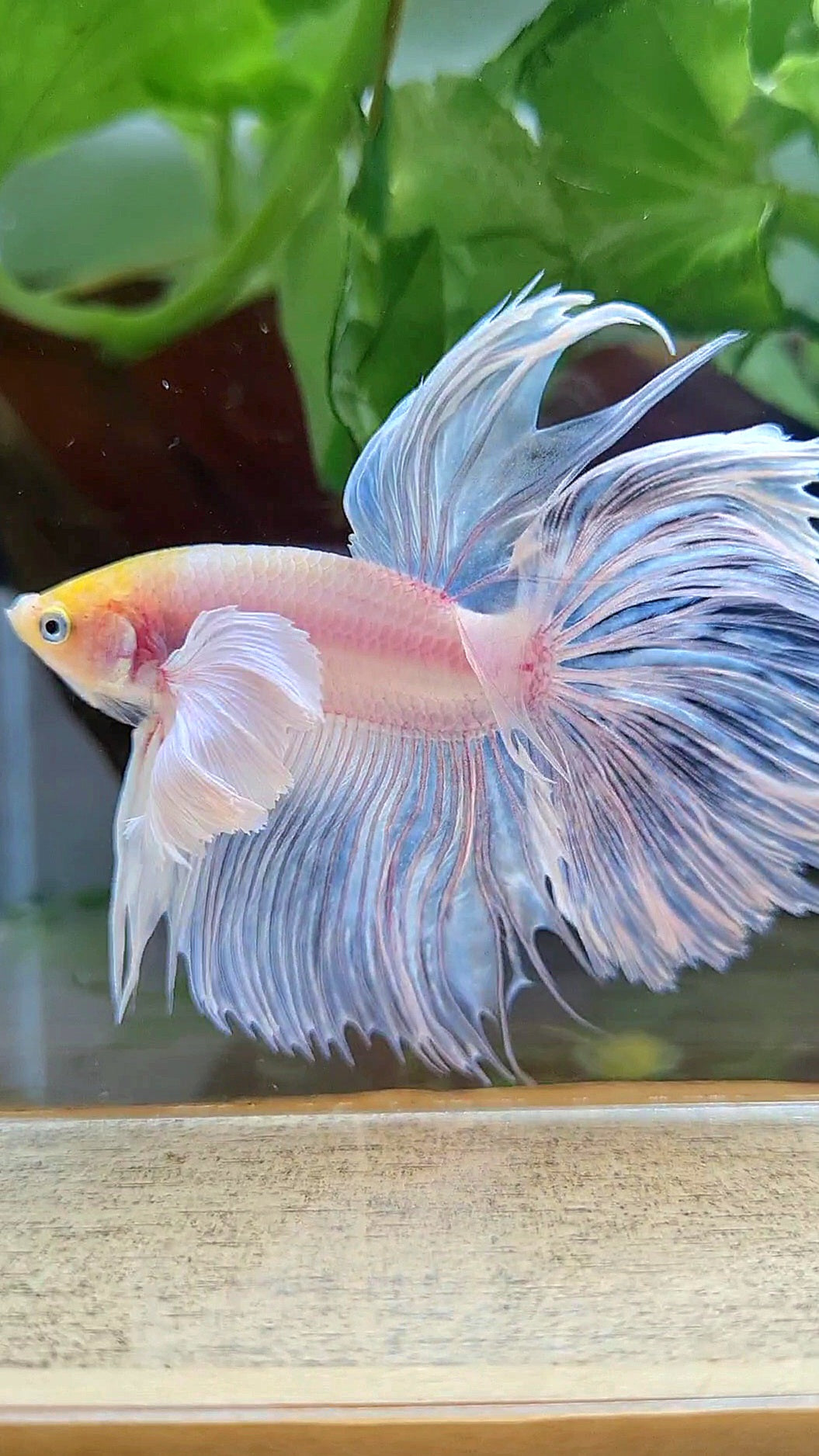 HALFMOON SUPER DUMBO EAR ROSETAIL WHITE YELLOW HEAD BETTA FISH