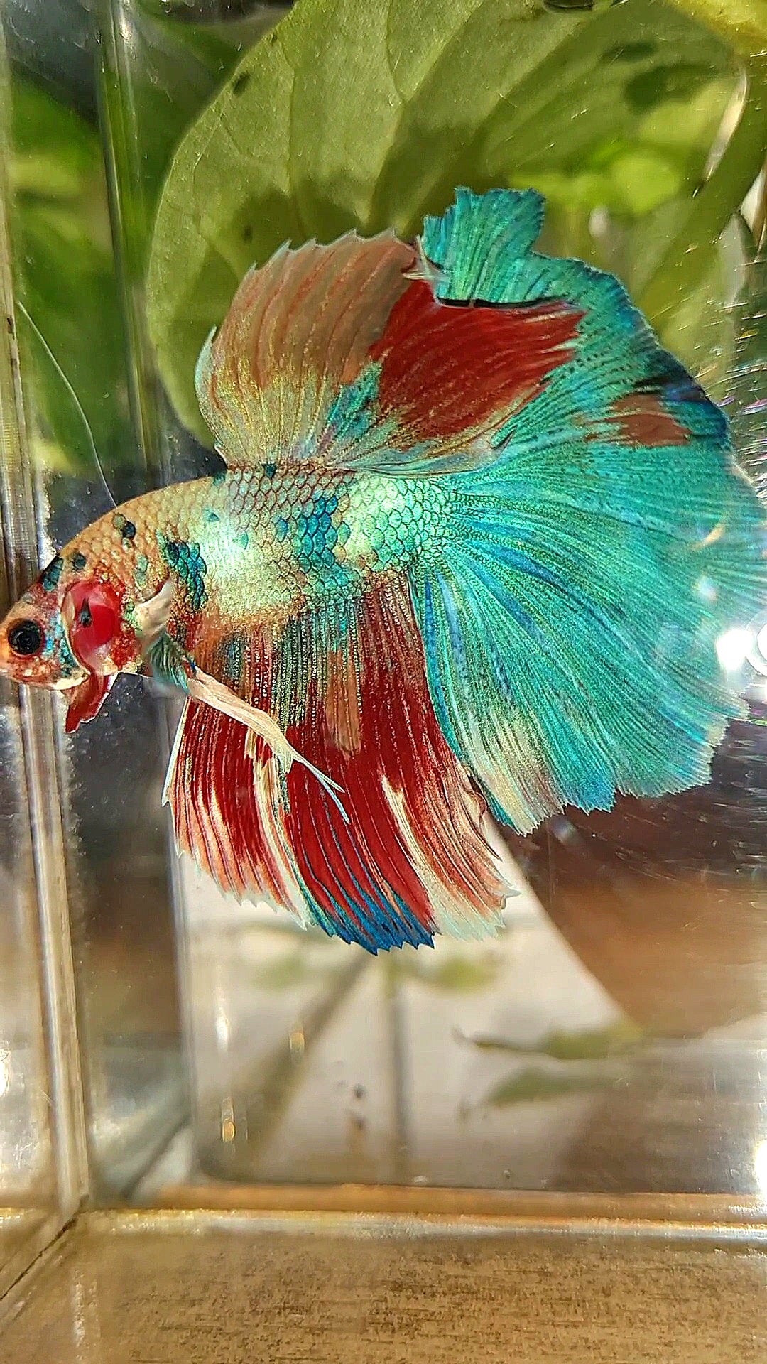 HALFMOON ROSETAIL RAINBOW FANCY MULTICOLOR BETTA FISH
