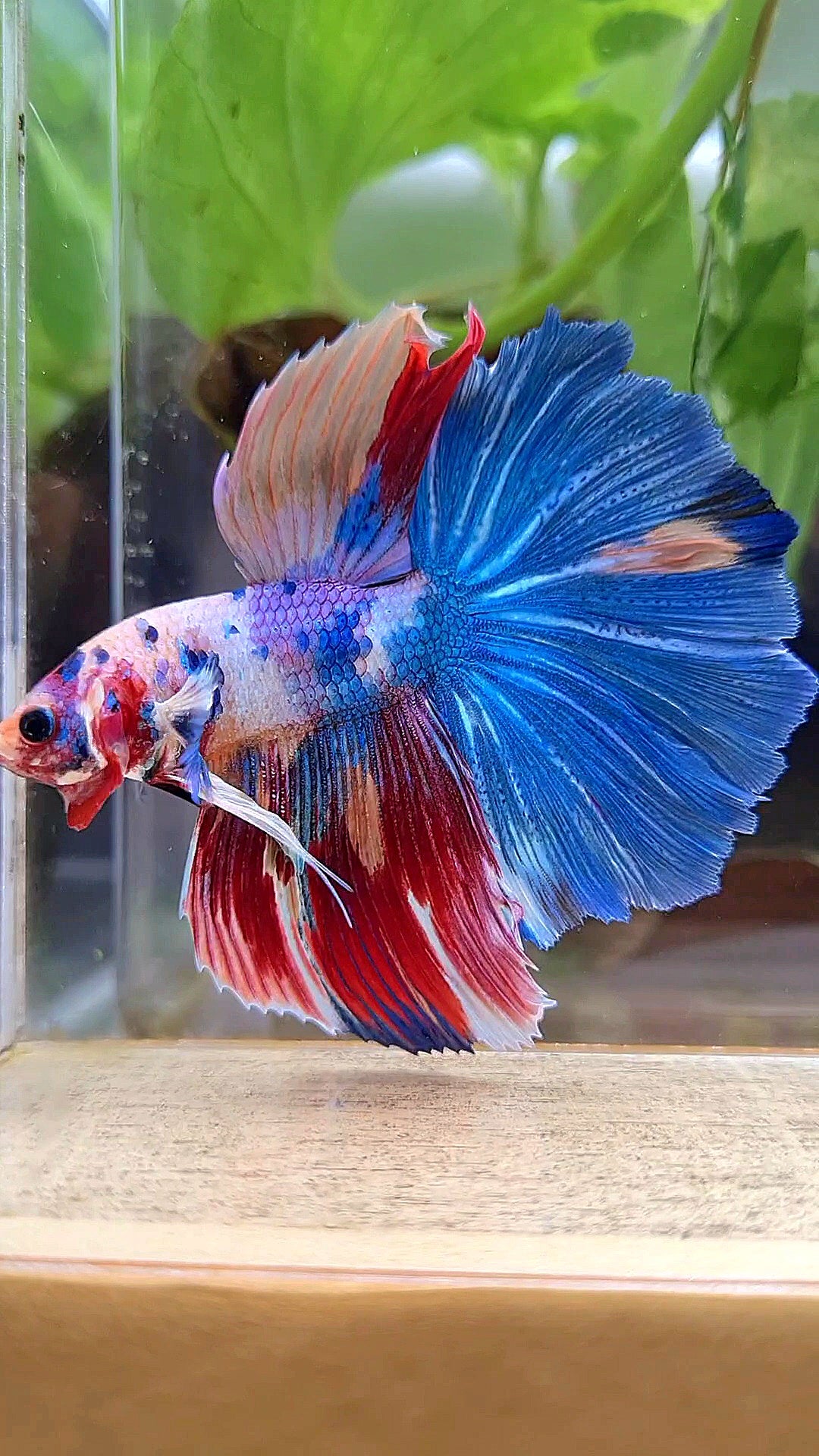 HALFMOON ROSETAIL RAINBOW FANCY MULTICOLOR BETTA FISH