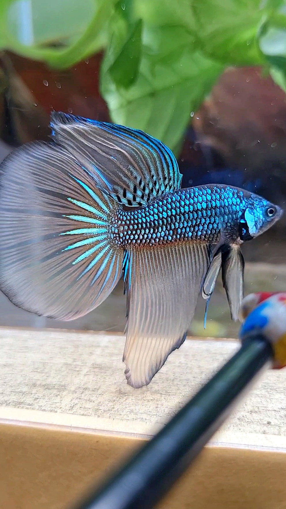 HALFMOON IMBELIS YELLOW GREEN HYBRID WILD BETTA FISH