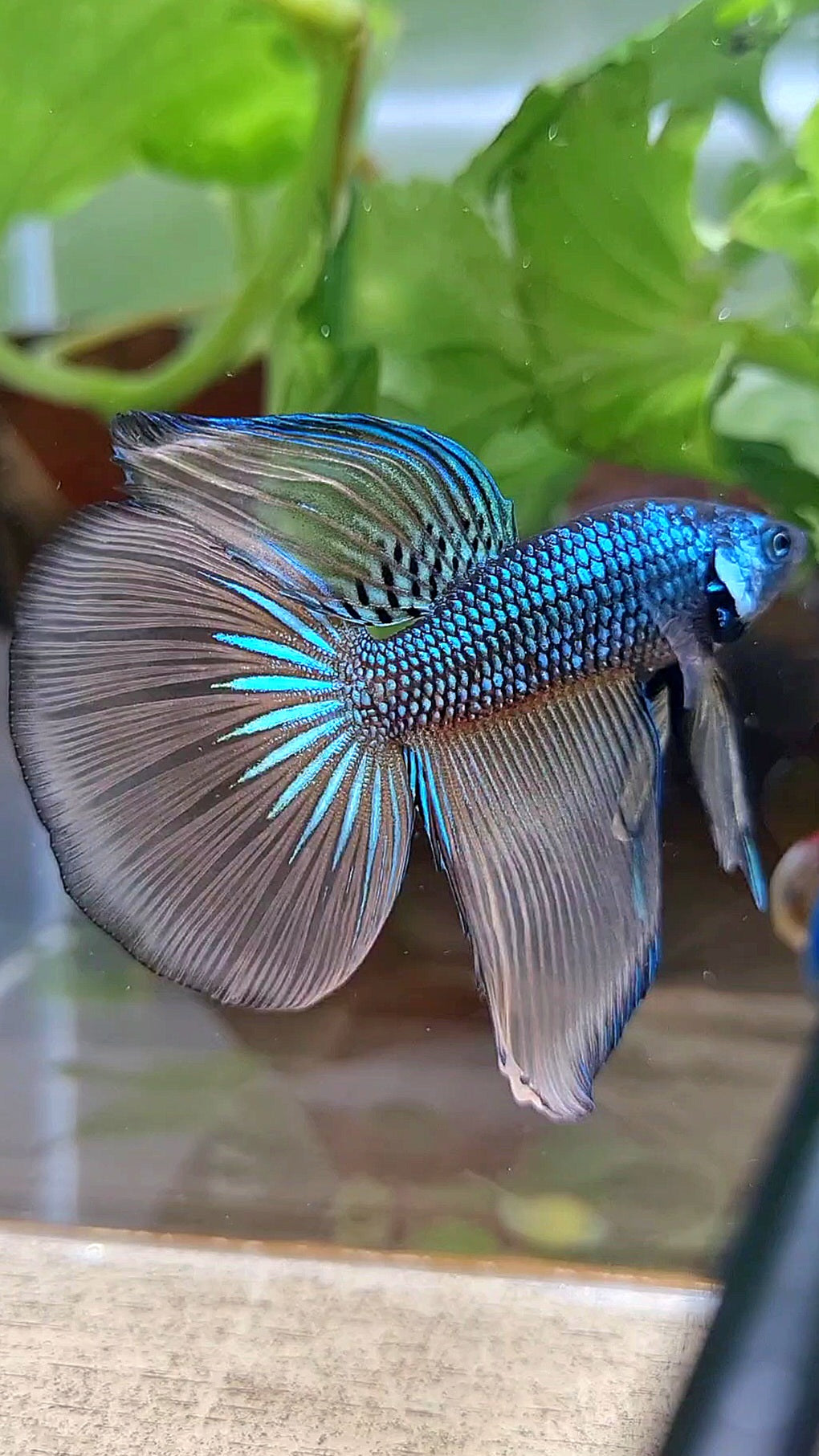 HALFMOON IMBELIS YELLOW GREEN HYBRID WILD BETTA FISH