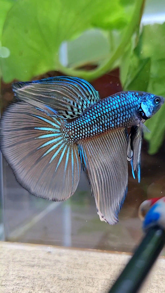 HALFMOON IMBELIS YELLOW GREEN HYBRID WILD BETTA FISH