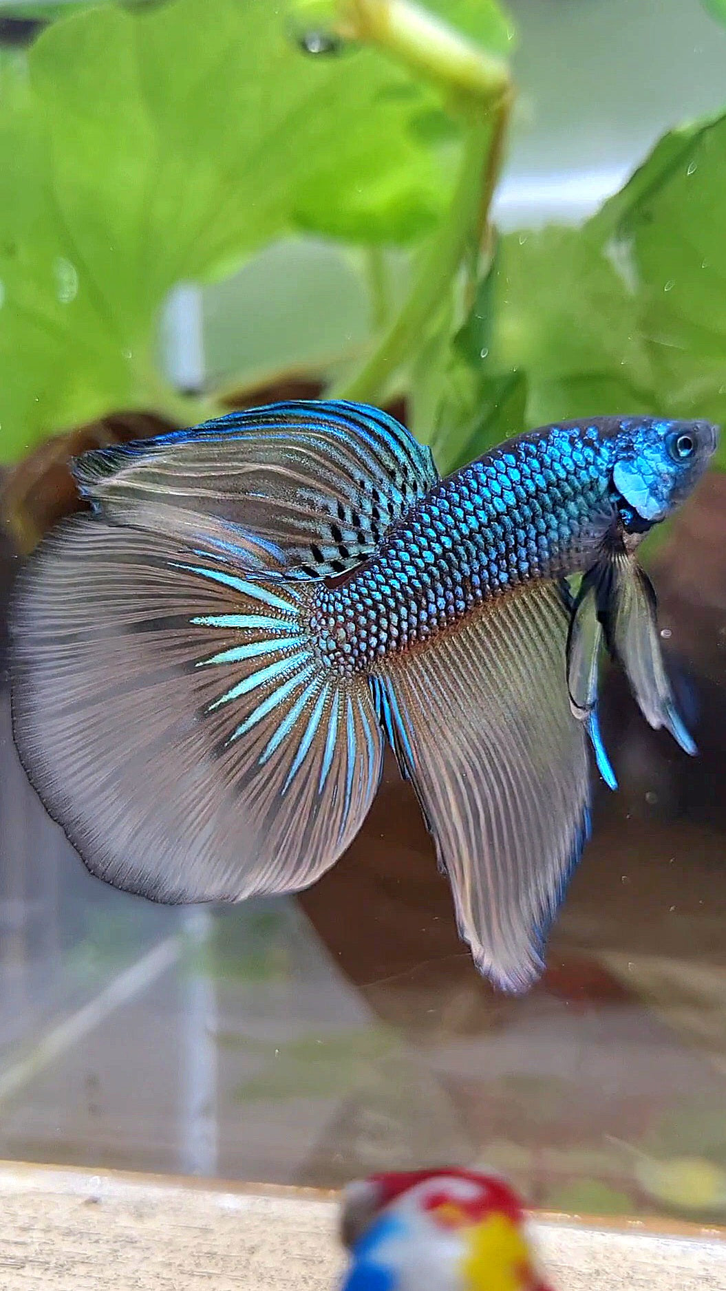 HALFMOON IMBELIS YELLOW GREEN HYBRID WILD BETTA FISH