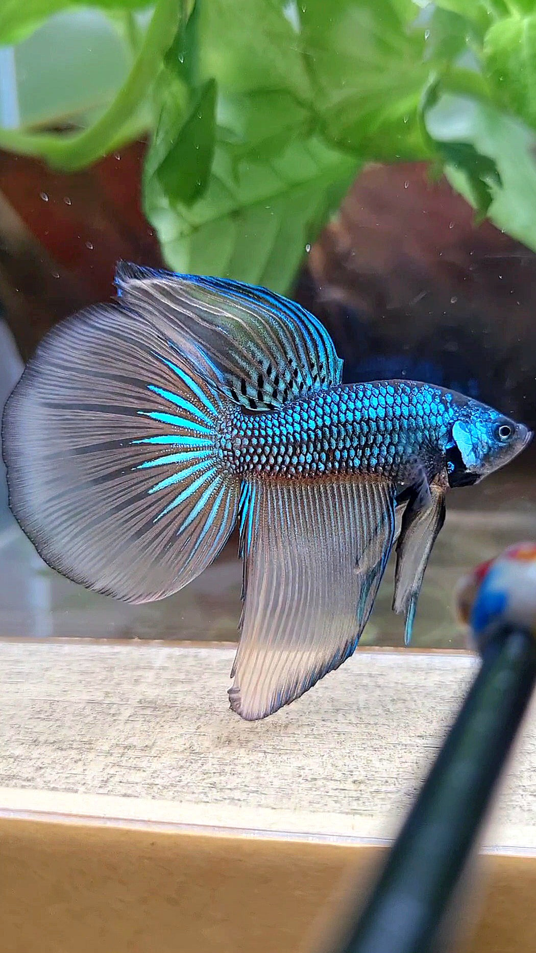 HALFMOON IMBELIS YELLOW GREEN HYBRID WILD BETTA FISH