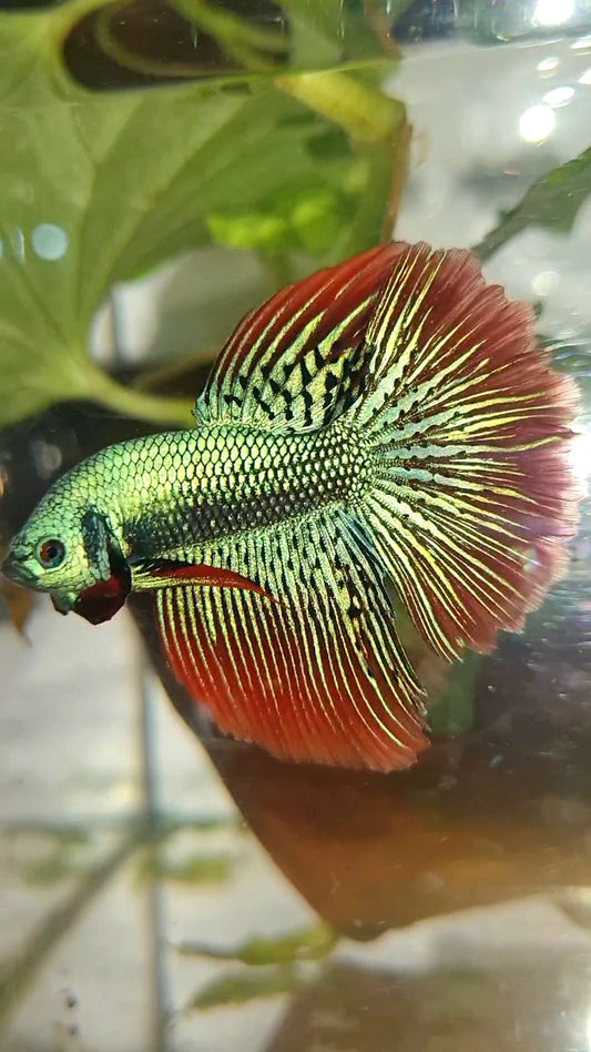 LUXURY HALFMOON ROSETAIL ALIEN GREEN HYBRID WILD BETTA FISH