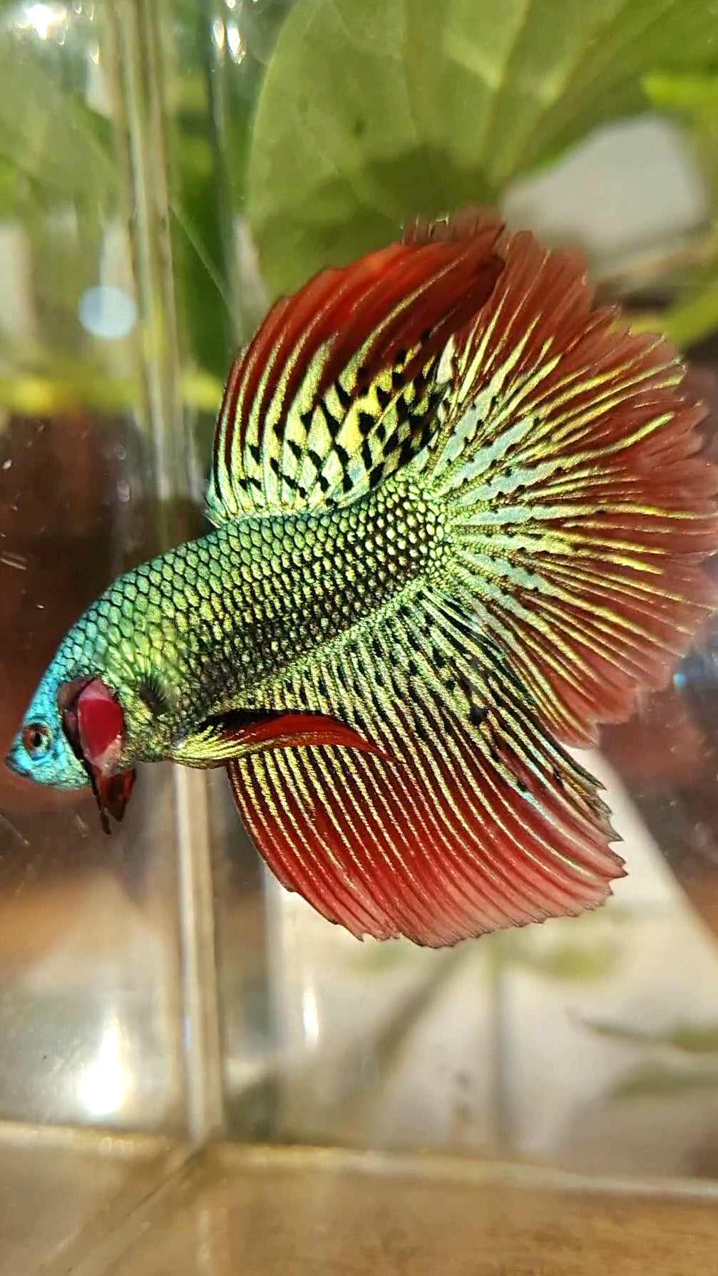 LUXURY HALFMOON ROSETAIL ALIEN GREEN HYBRID WILD BETTA FISH
