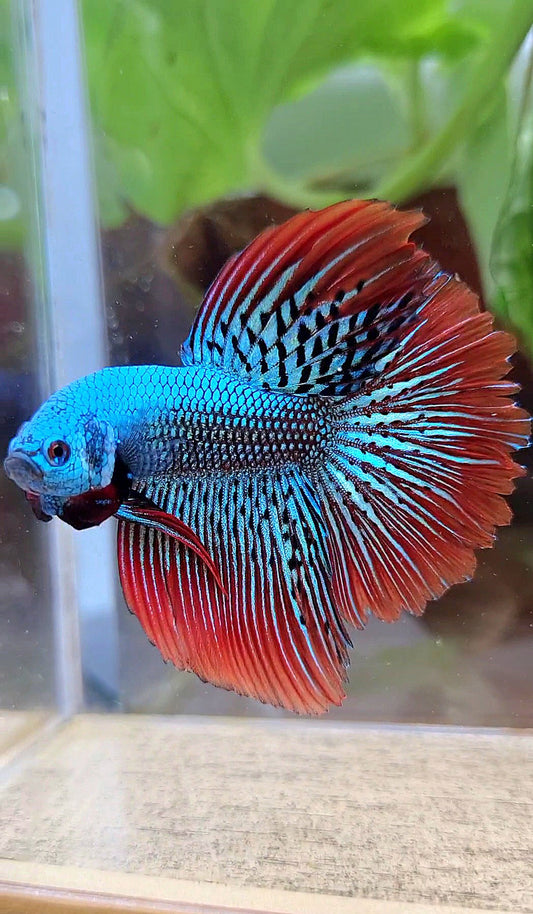 LUXURY HALFMOON ROSETAIL ALIEN GREEN HYBRID WILD BETTA FISH
