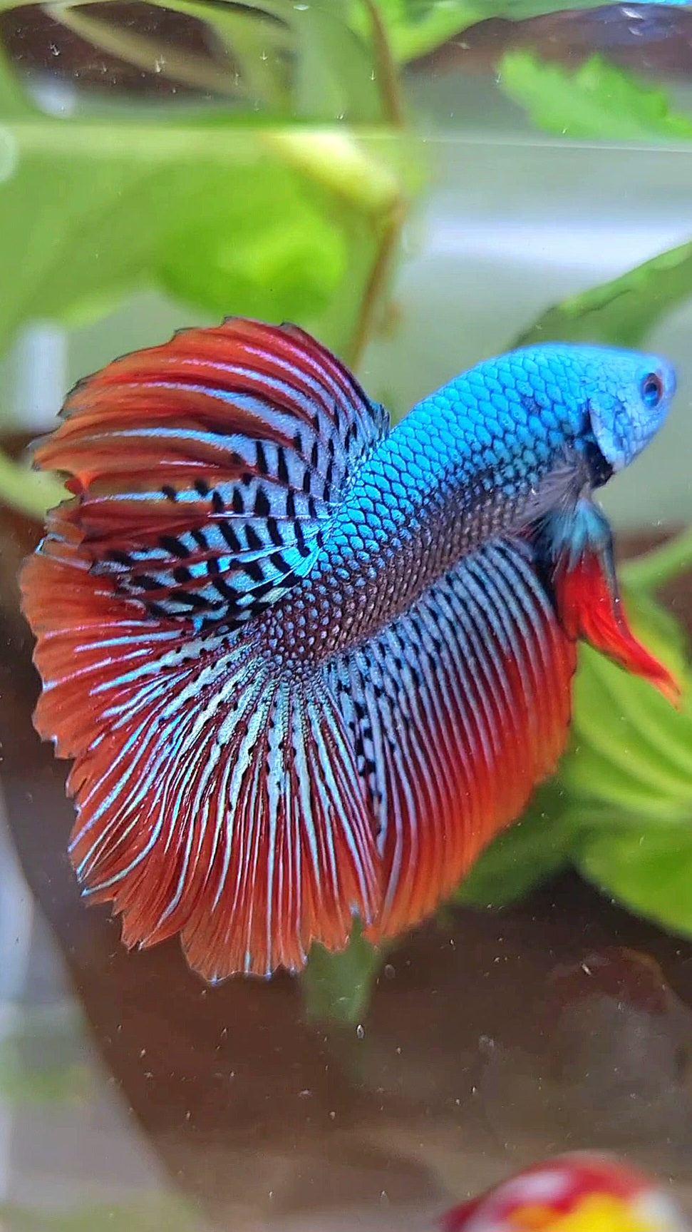 LUXURY HALFMOON ROSETAIL ALIEN GREEN HYBRID WILD BETTA FISH