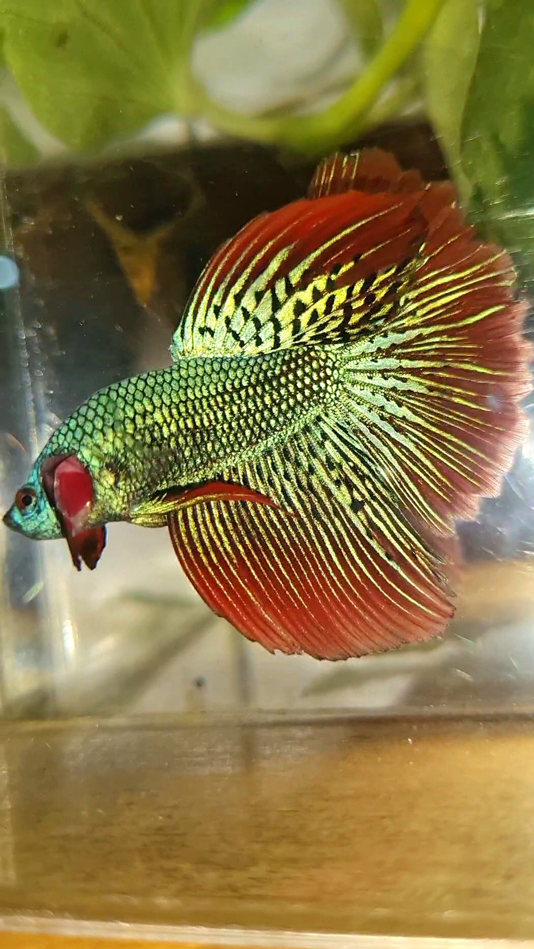 LUXURY HALFMOON ROSETAIL ALIEN GREEN HYBRID WILD BETTA FISH