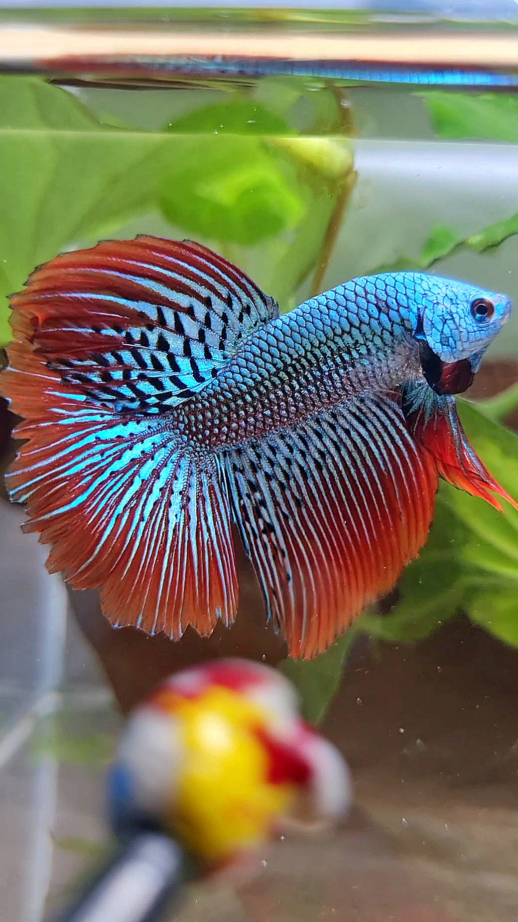LUXURY HALFMOON ROSETAIL ALIEN GREEN HYBRID WILD BETTA FISH