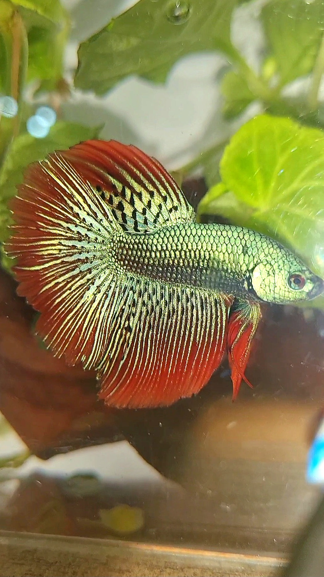 LUXURY HALFMOON ROSETAIL ALIEN GREEN HYBRID WILD BETTA FISH