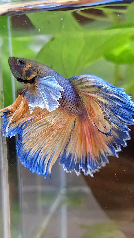 HALFMOON DUMBO EAR ROSETAIL VIOLET YELLOW MUSTARD GAS BETTA FISH