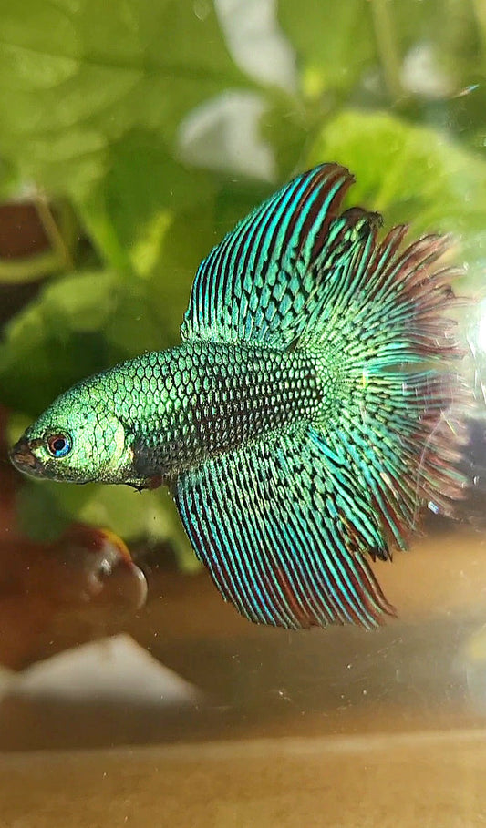 LUXURY HALFMOON DOUBLE TAIL ALIEN GREEN-BLUE HYBRID WILD BETTA FISH