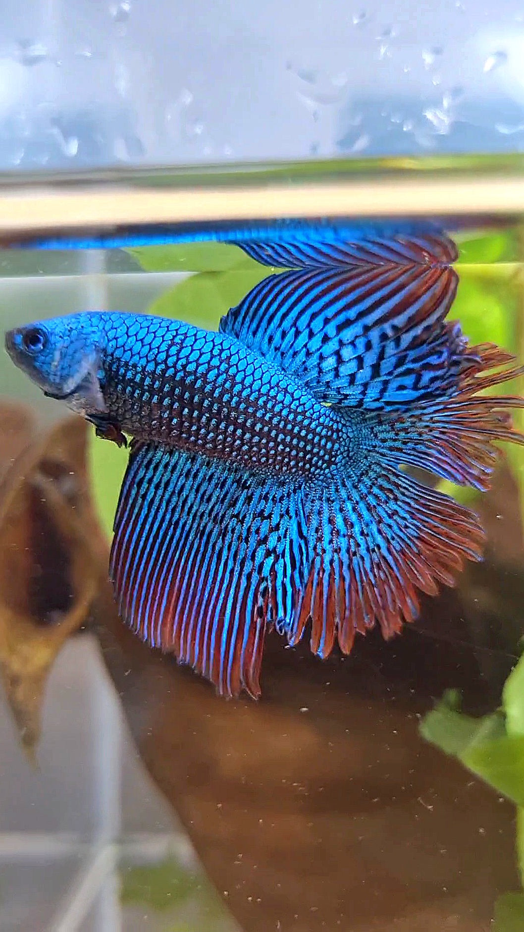 LUXURY HALFMOON DOUBLE TAIL ALIEN GREEN-BLUE HYBRID WILD BETTA FISH