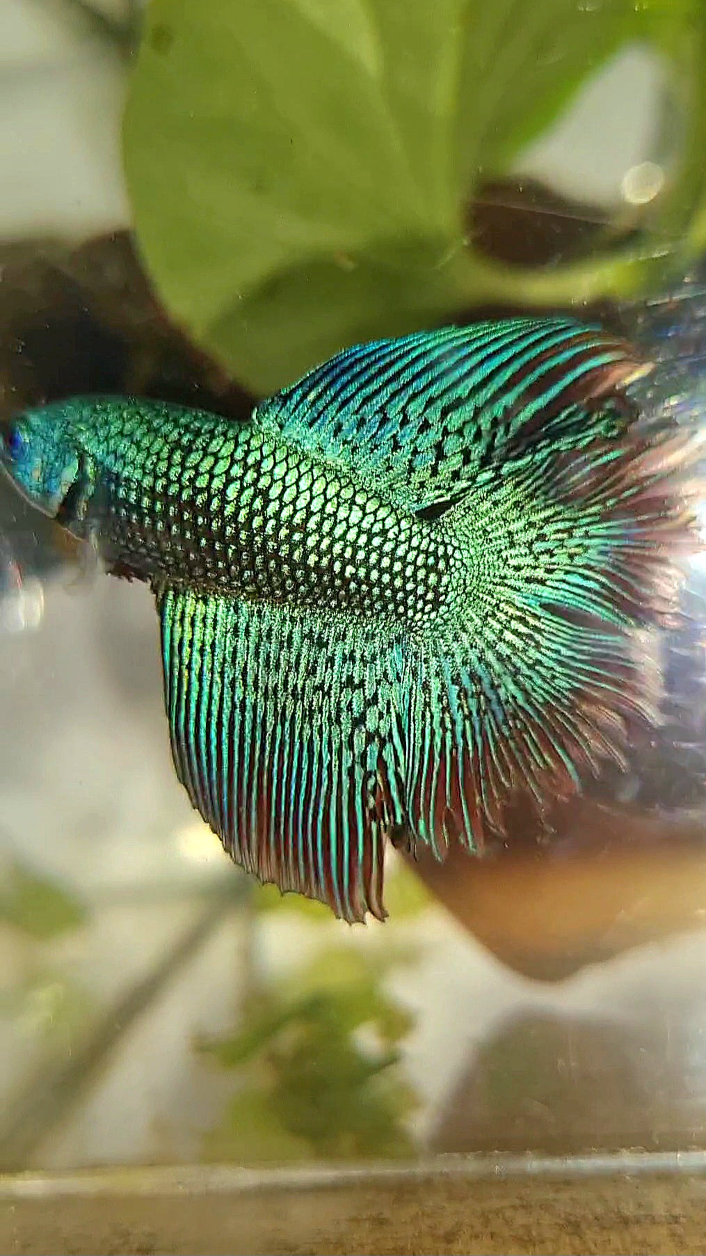 LUXURY HALFMOON DOUBLE TAIL ALIEN GREEN-BLUE HYBRID WILD BETTA FISH