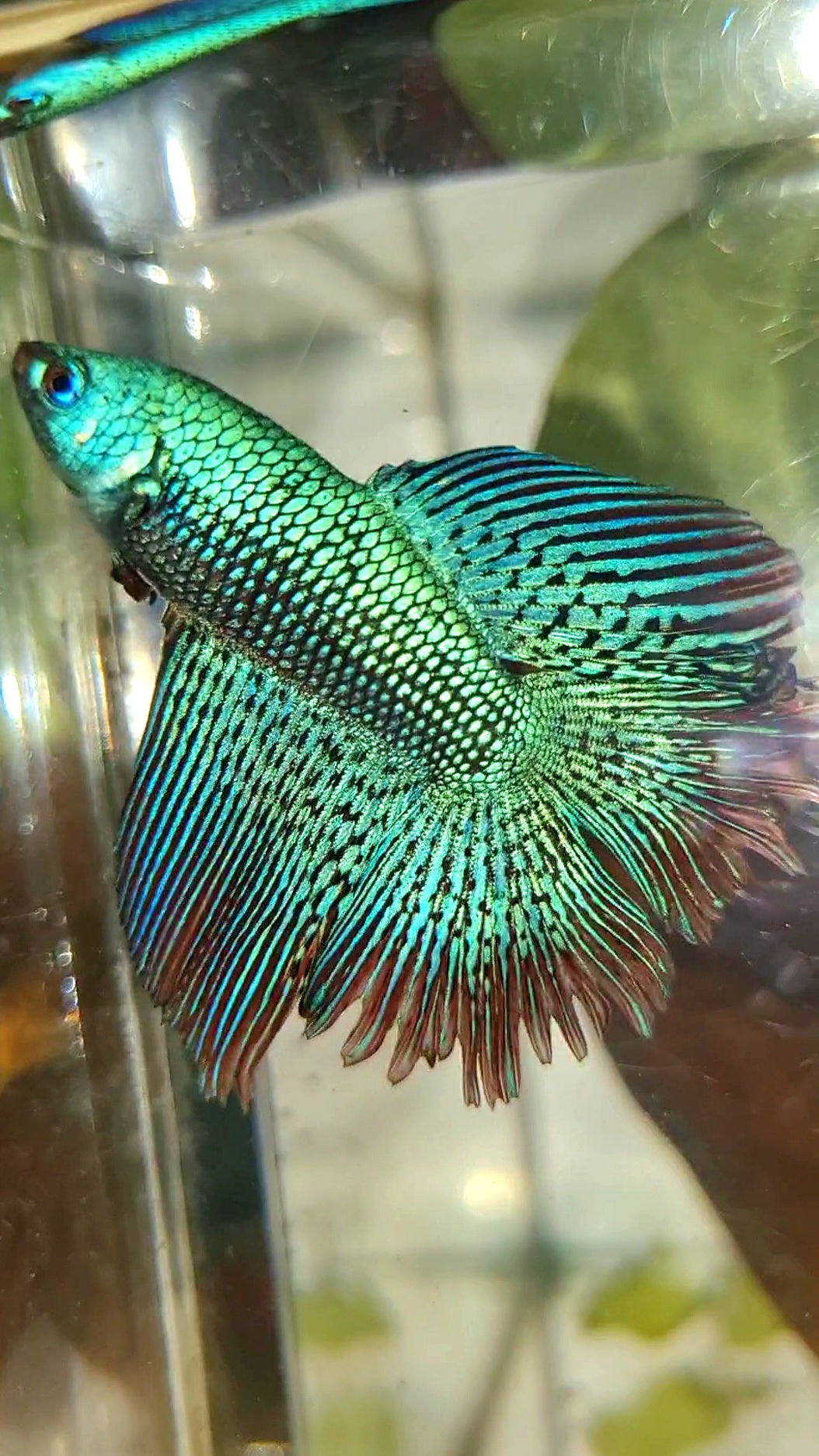 LUXURY HALFMOON DOUBLE TAIL ALIEN GREEN-BLUE HYBRID WILD BETTA FISH
