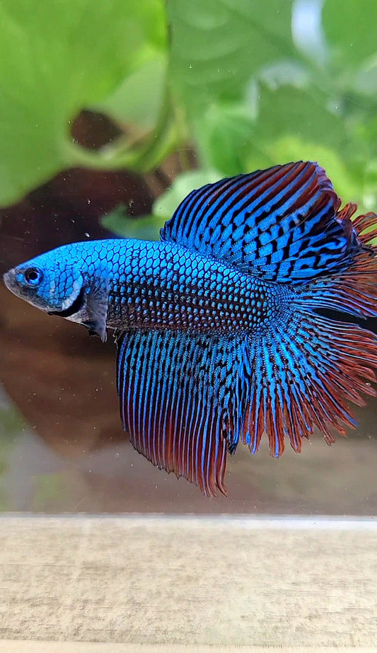 LUXURY HALFMOON DOUBLE TAIL ALIEN GREEN-BLUE HYBRID WILD BETTA FISH