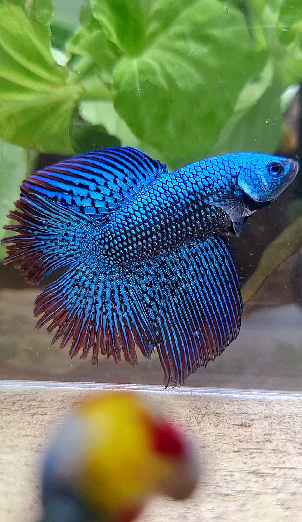 LUXURY HALFMOON DOUBLE TAIL ALIEN GREEN-BLUE HYBRID WILD BETTA FISH