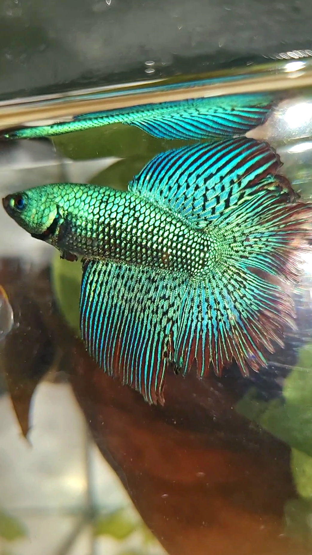LUXURY HALFMOON DOUBLE TAIL ALIEN GREEN-BLUE HYBRID WILD BETTA FISH
