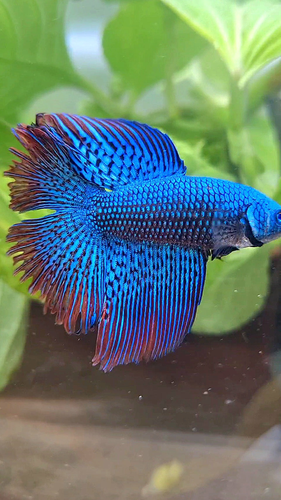 LUXURY HALFMOON DOUBLE TAIL ALIEN GREEN-BLUE HYBRID WILD BETTA FISH