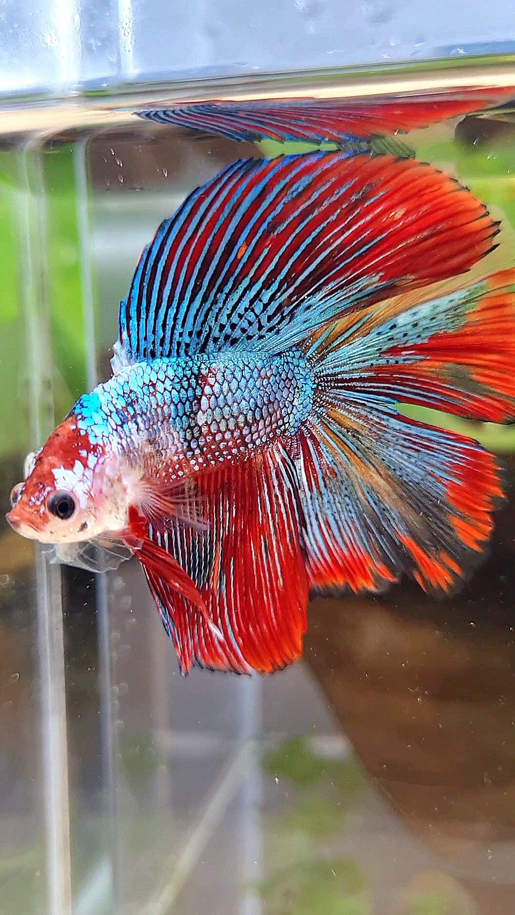 LUXURY HALFMOON DOUBLE TAIL SUPER METTALIC MULTICOLOR BETTA FISH
