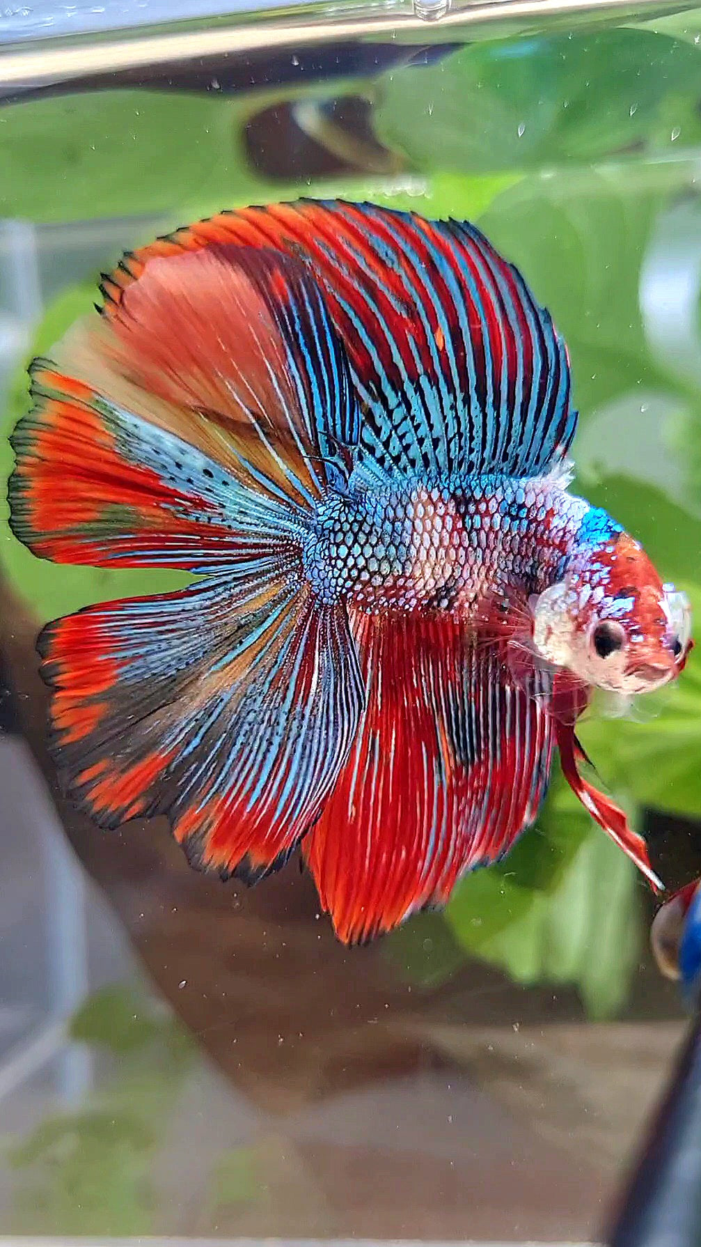 LUXURY HALFMOON DOUBLE TAIL SUPER METTALIC MULTICOLOR BETTA FISH