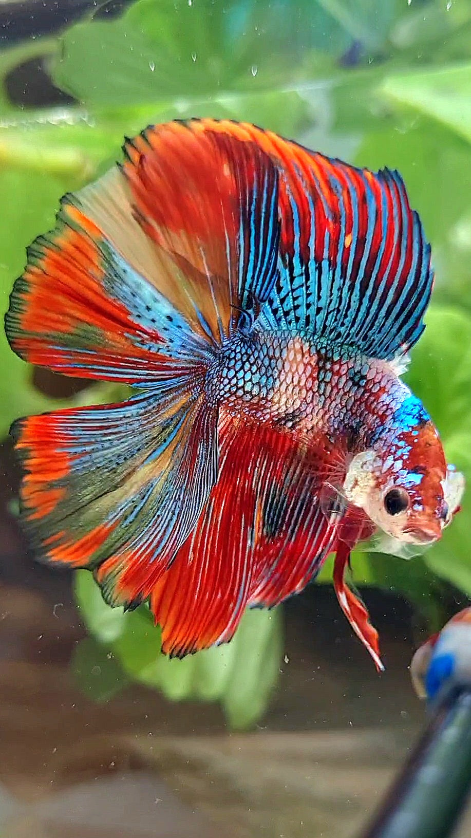 LUXURY HALFMOON DOUBLE TAIL SUPER METTALIC MULTICOLOR BETTA FISH