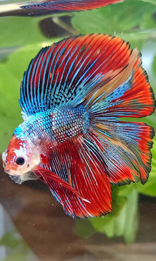 LUXURY HALFMOON DOUBLE TAIL SUPER METTALIC MULTICOLOR BETTA FISH