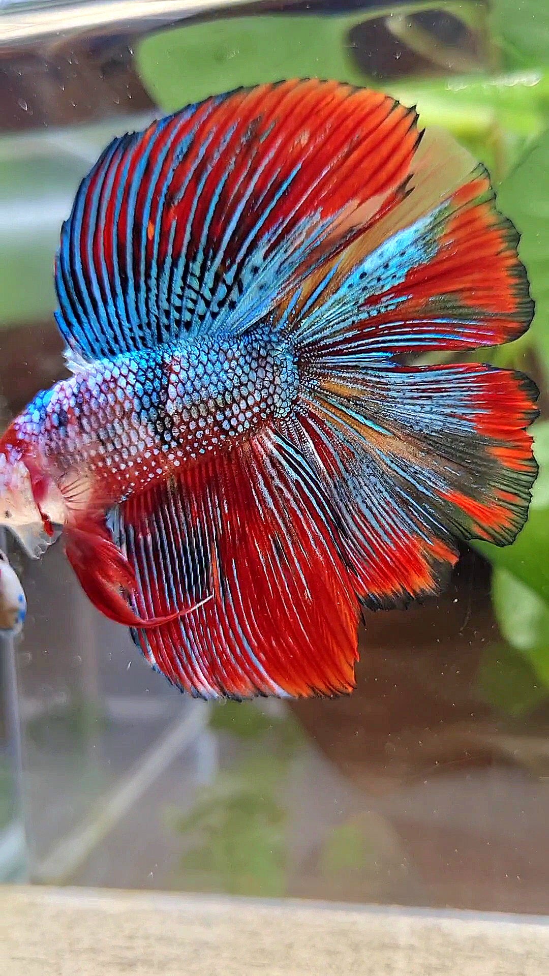LUXURY HALFMOON DOUBLE TAIL SUPER METTALIC MULTICOLOR BETTA FISH