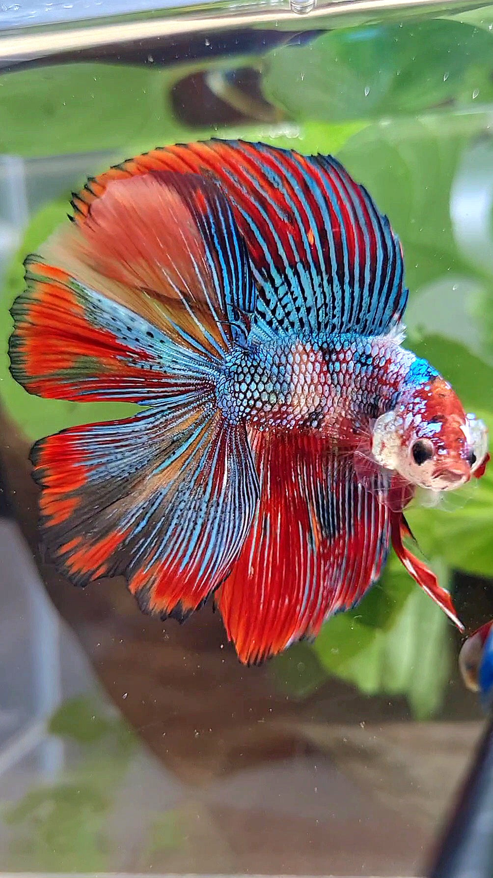 LUXURY HALFMOON DOUBLE TAIL SUPER METTALIC MULTICOLOR BETTA FISH