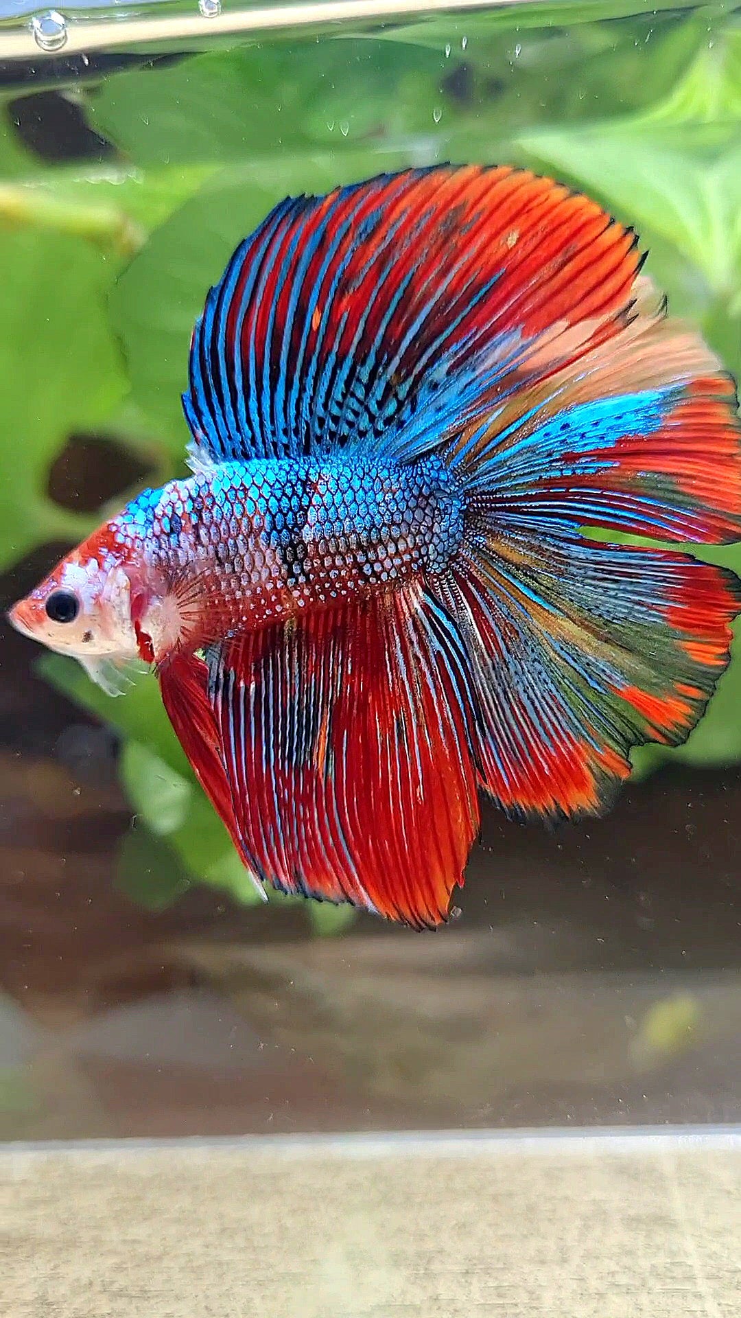 LUXURY HALFMOON DOUBLE TAIL SUPER METTALIC MULTICOLOR BETTA FISH