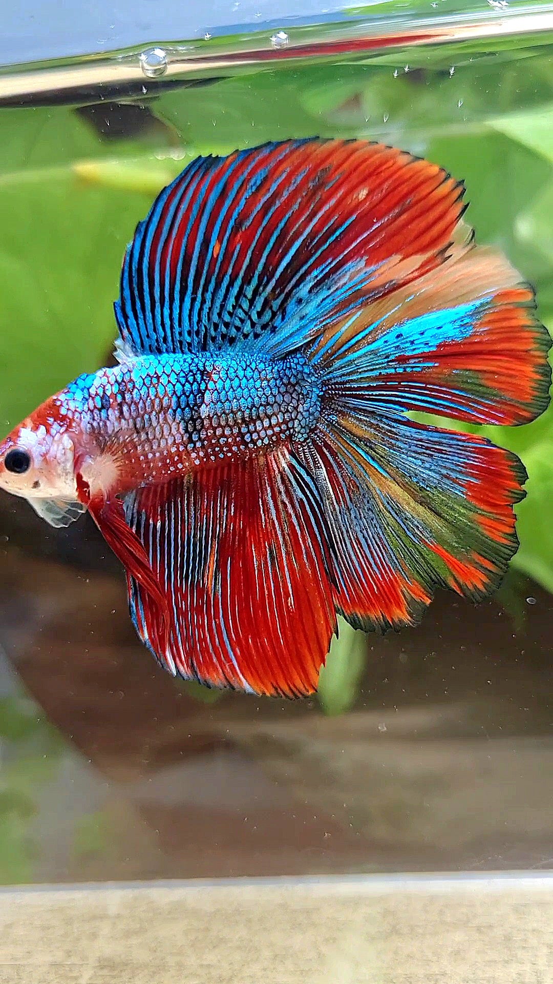 LUXURY HALFMOON DOUBLE TAIL SUPER METTALIC MULTICOLOR BETTA FISH