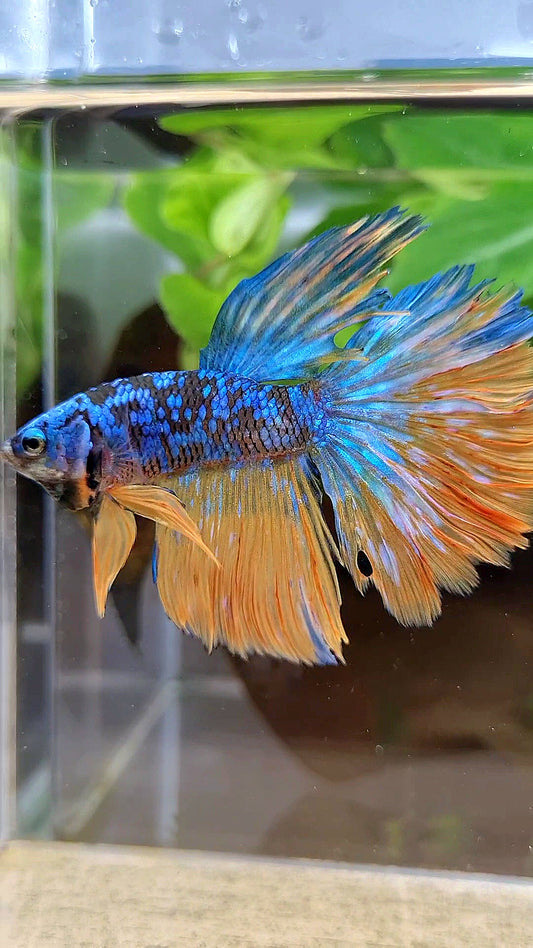 HALFMOON BLACK GALAXY BLUE AVATAR YELLOW BETTA FISH