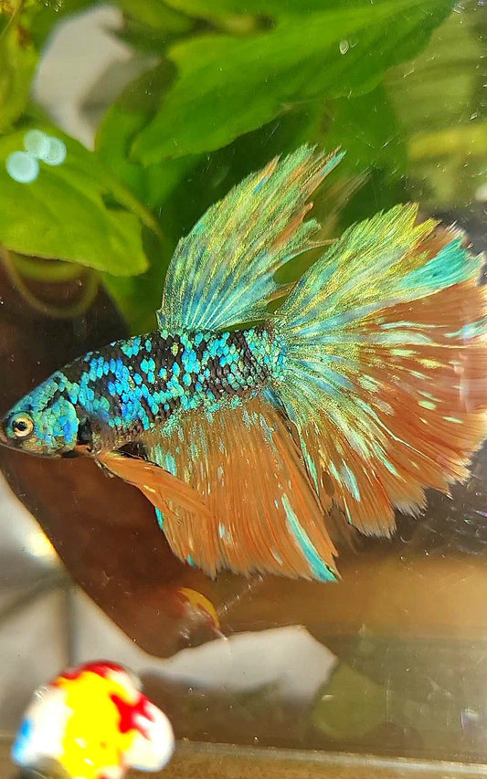 HALFMOON BLACK GALAXY BLUE AVATAR YELLOW BETTA FISH
