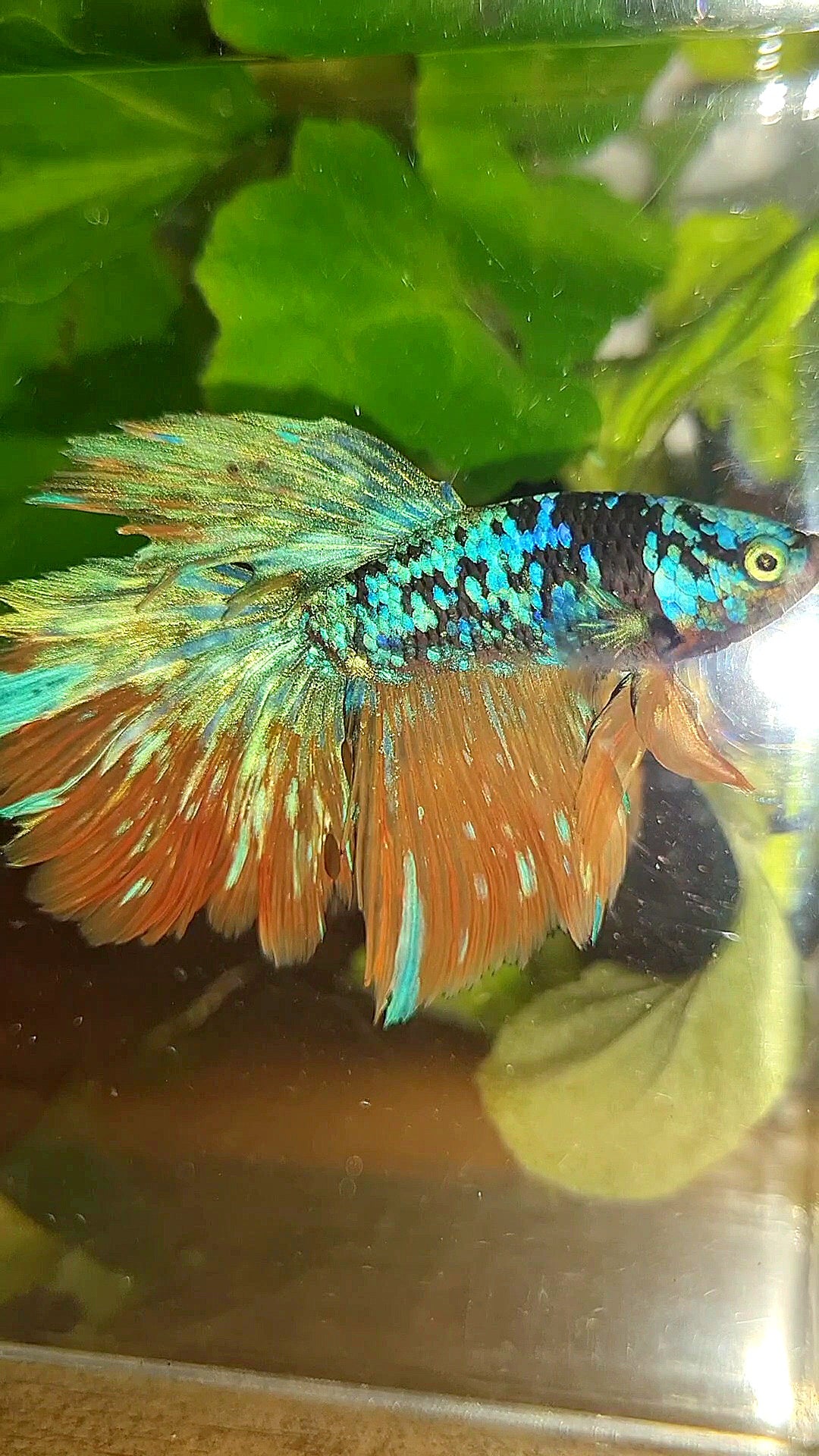 HALFMOON BLACK GALAXY BLUE AVATAR YELLOW BETTA FISH