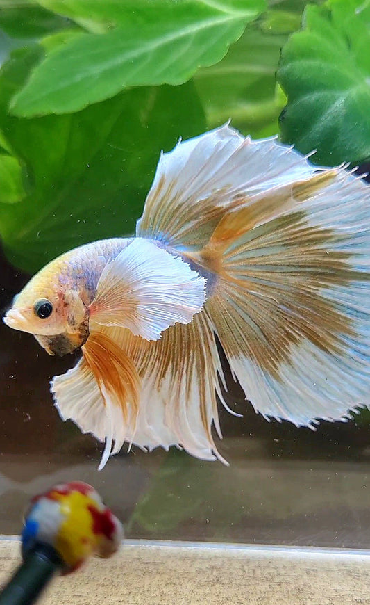 HALFMOON SUPER DUMBO EAR YELLOW BUTTERFLY MASCOT BETTA FISH