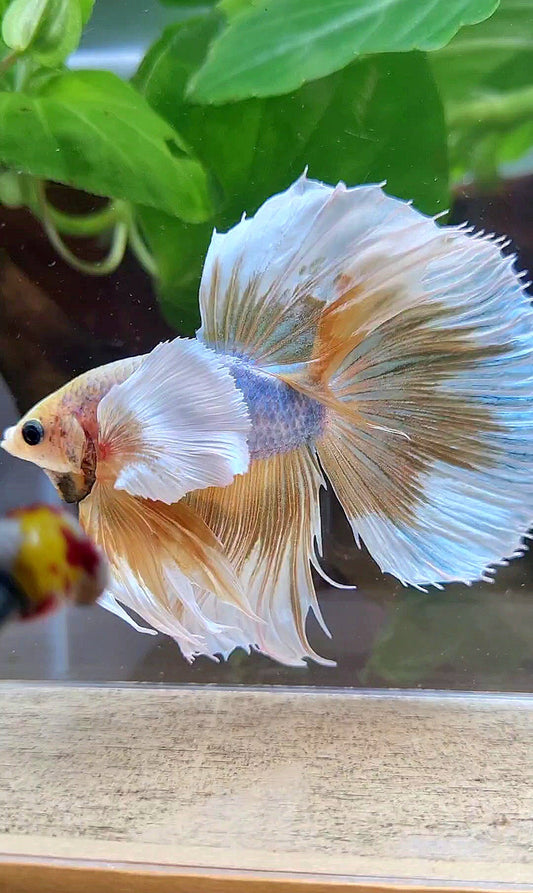 HALFMOON SUPER DUMBO EAR YELLOW BUTTERFLY MASCOT BETTA FISH