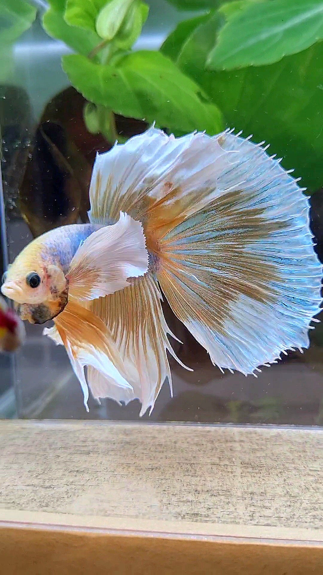 HALFMOON SUPER DUMBO EAR YELLOW BUTTERFLY MASCOT BETTA FISH