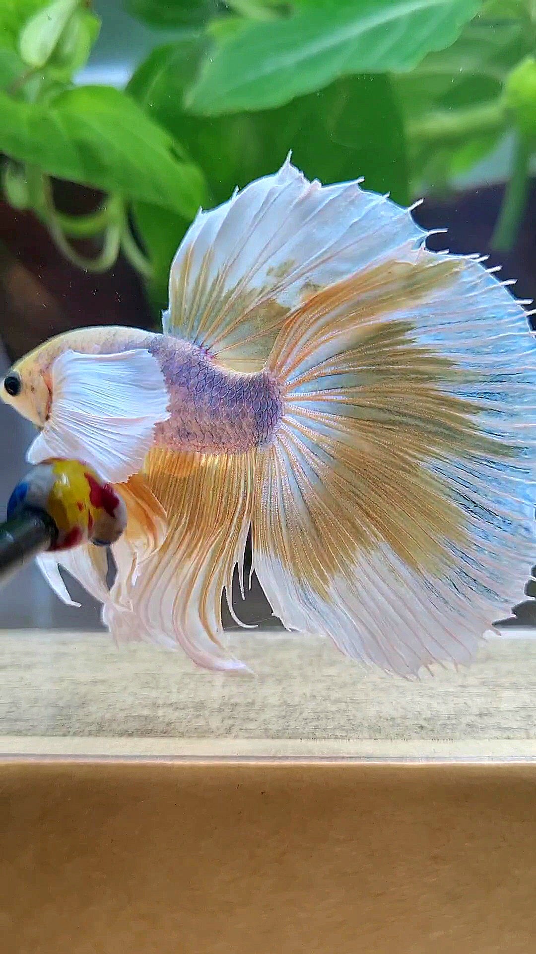 HALFMOON SUPER DUMBO EAR YELLOW BUTTERFLY MASCOT BETTA FISH