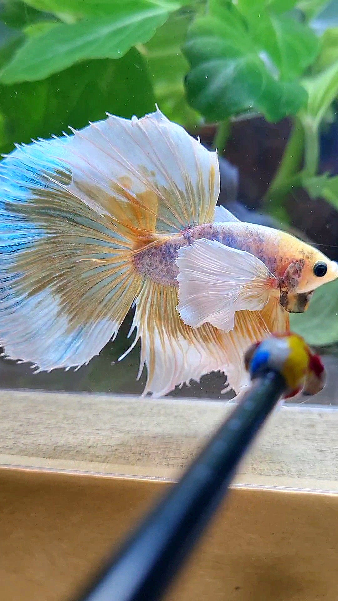 HALFMOON SUPER DUMBO EAR YELLOW BUTTERFLY MASCOT BETTA FISH