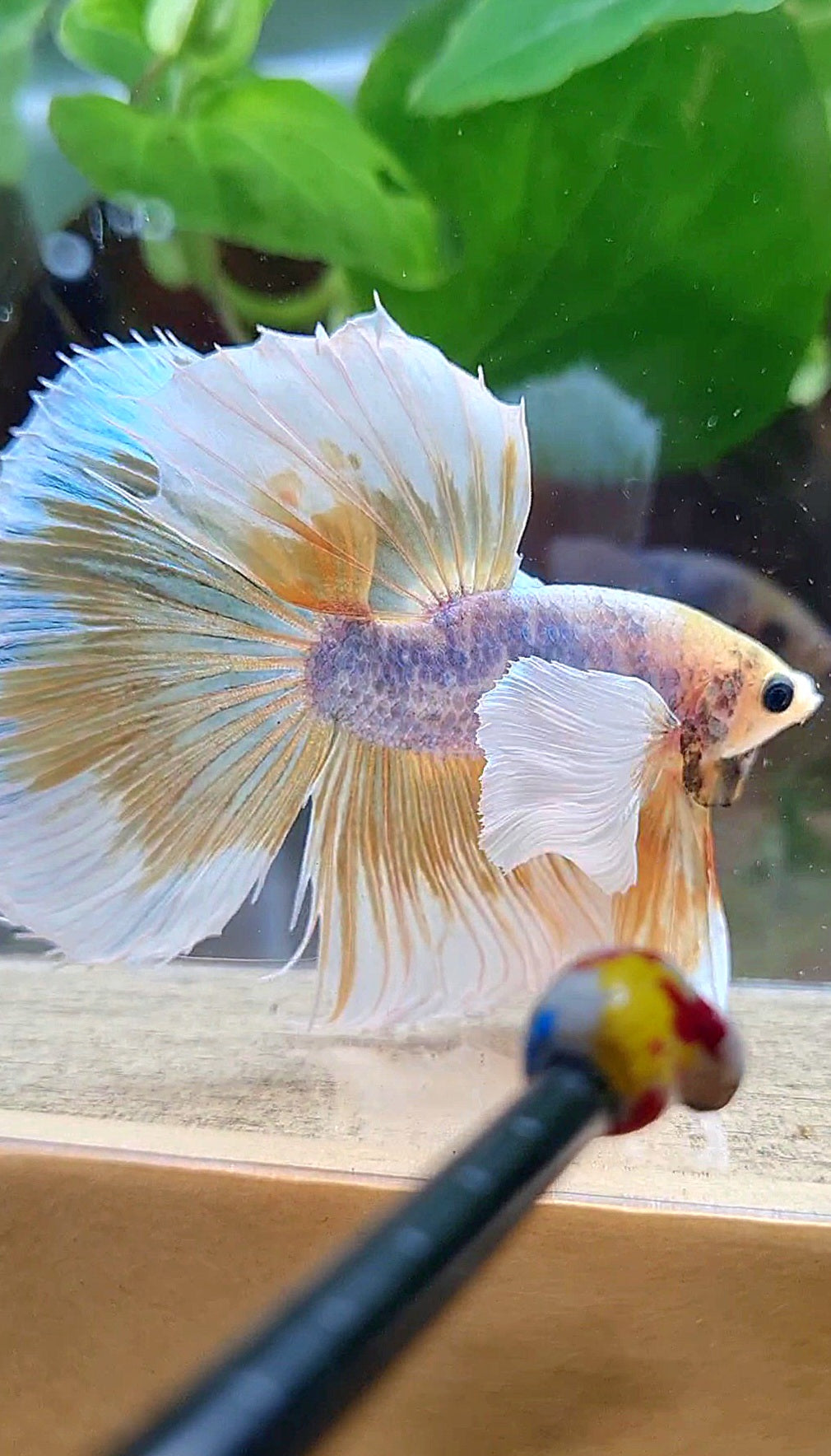 HALFMOON SUPER DUMBO EAR YELLOW BUTTERFLY MASCOT BETTA FISH