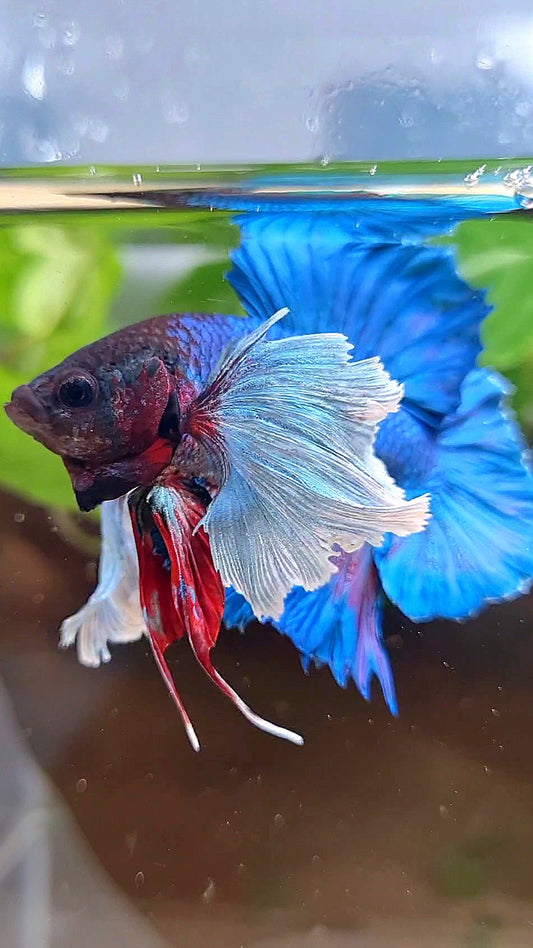 PLAKAT DOUBLE TAIL SUPER DUMBO EAR BLUE GREEN TURQUOISE BETTA FISH