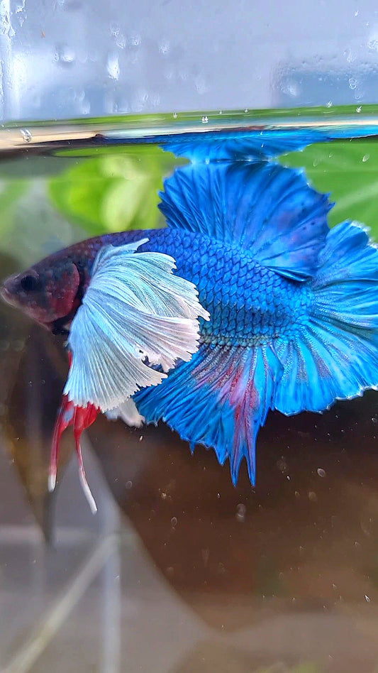 PLAKAT DOUBLE TAIL SUPER DUMBO EAR BLUE GREEN TURQUOISE BETTA FISH